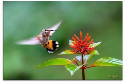 Chim ruồi - Hummingbird