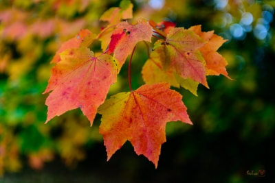 Tại sao lá lại đổi màu vào mùa thu?