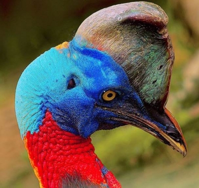 10 loài chim nguy hiểm nhất thế giới