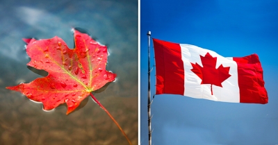 Vì sao Canada chọn hình ảnh lá phong đỏ để thêu lên quốc kỳ?