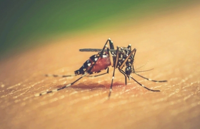 Muỗi có say sau khi hút máu người say
