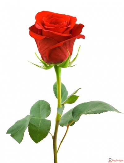 Truyện Ngắn: Một bông hồng đỏ