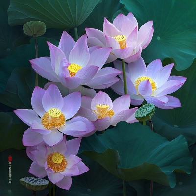 Lotus Flowers- Dương Quốc Định